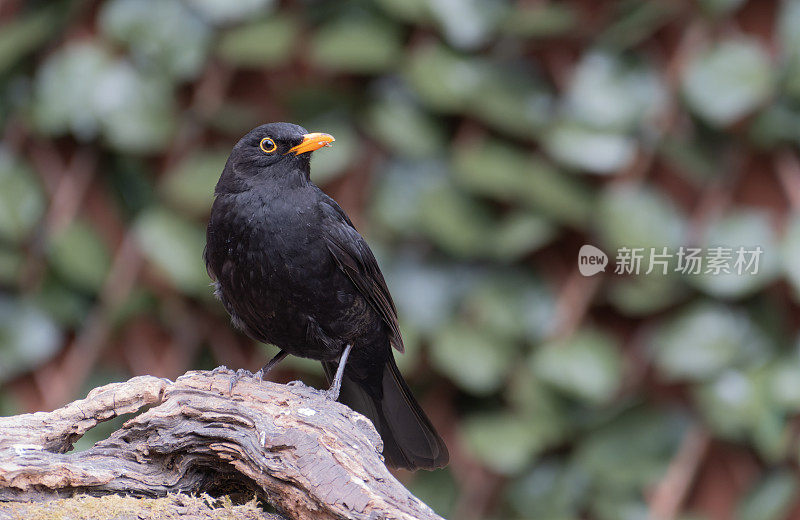 黑鸟（Turdus merula）